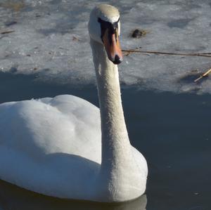 Whooper Swan