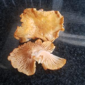 Chanterelle, Common