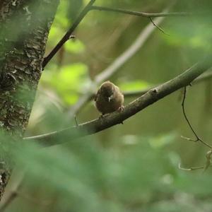 Winter Wren