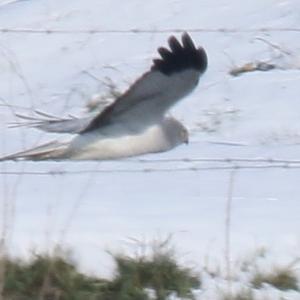 Northern Harrier