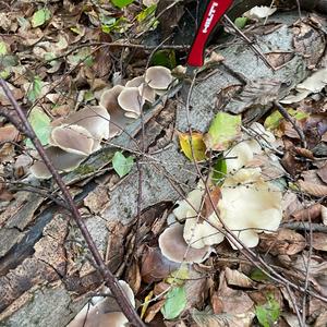 Oyster Mushroom