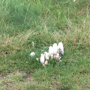 Shaggy Mane