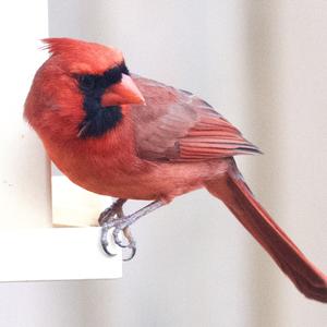 Northern Cardinal