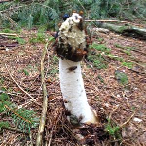 Stinkhorn, Common