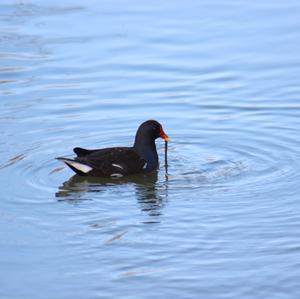 Common Moorhen