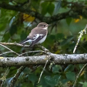 European Pied Flycatcher