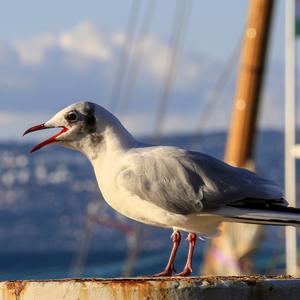 Black-headed Gull