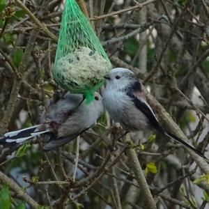 Long-tailed Tit