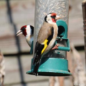 European Goldfinch