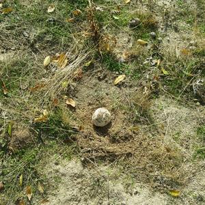 Giant Puffball