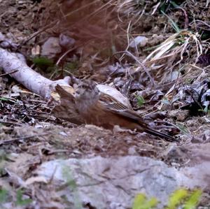 Rock Bunting