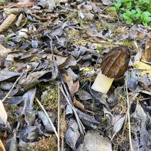 Yellow Morel