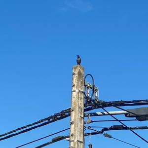 Spotless Starling