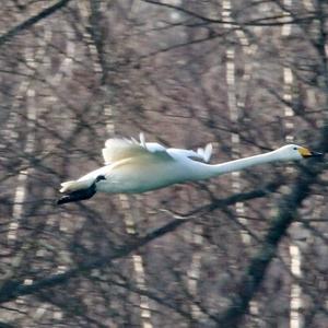 Whooper Swan