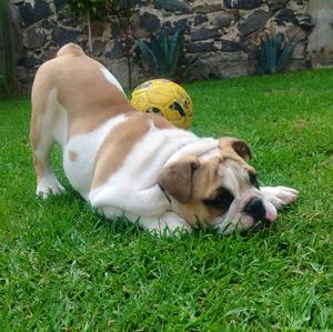 Englische Bulldogge