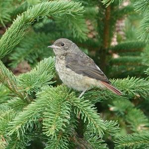 Common Redstart