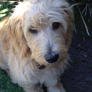 Unknown Breed