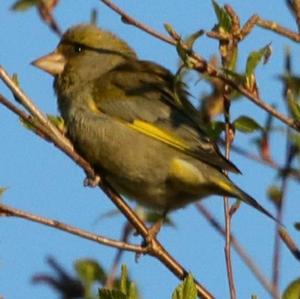 European Greenfinch