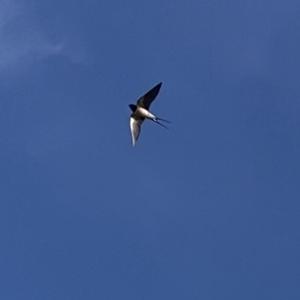 Barn Swallow