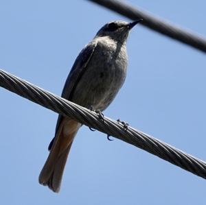 Black Redstart