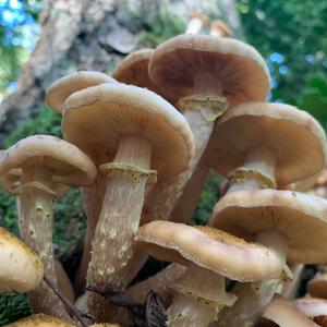 Honey Fungus