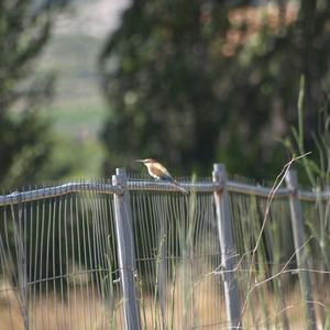 European Bee-eater