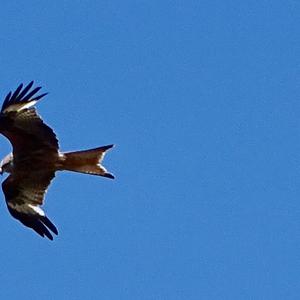 Red Kite