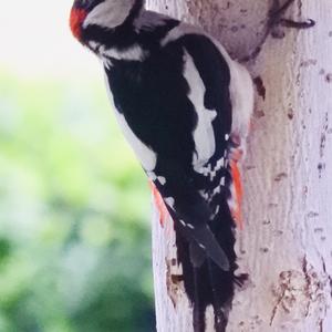 Great Spotted Woodpecker