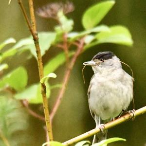 Blackcap