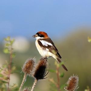 Woodchat Shrike