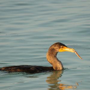 Double-crested Cormorant