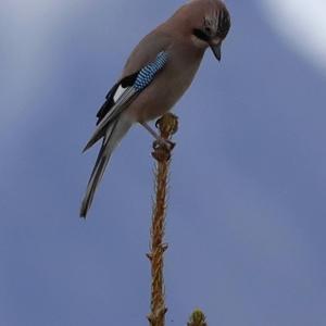 Eurasian Jay