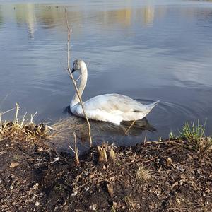 Mute Swan