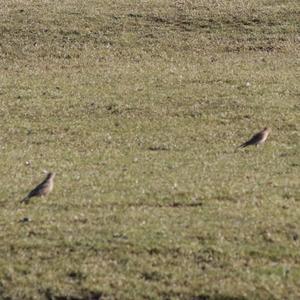 Eurasian Skylark