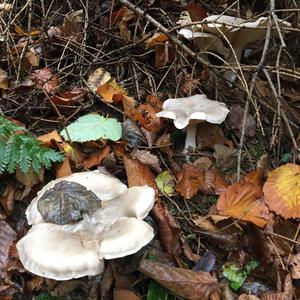 Cloudy Clitocybe