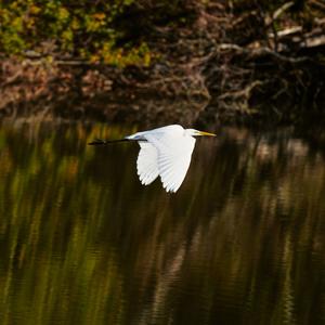 Great Egret