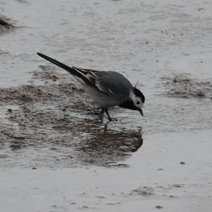 White Wagtail