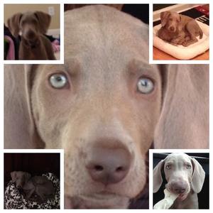 Weimaraner