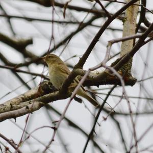 Common Chiffchaff