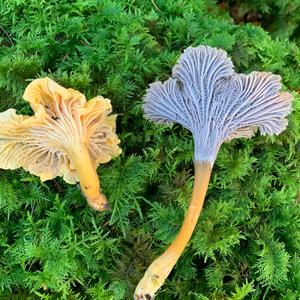 Trumpet Chanterelle