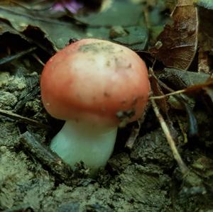 Bare-toothed Russula