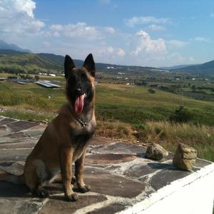 Belgian Malinois