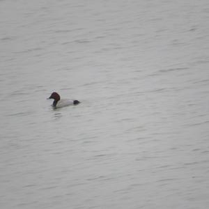 Common Pochard