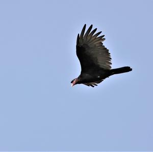 Turkey Vulture