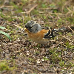 Brambling