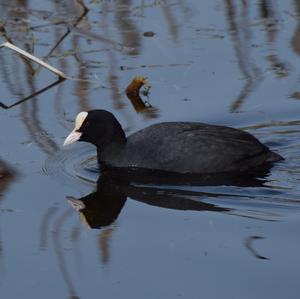 Common Coot