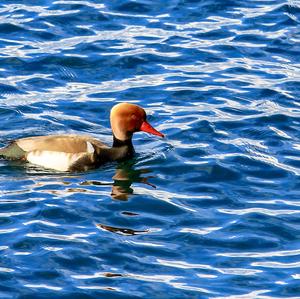 Red-crested Pochard