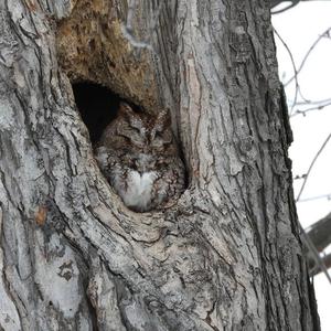 Eastern Screech-owl