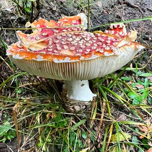 Fly Agaric