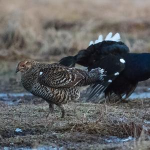 Black Grouse